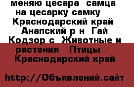 меняю цесара (самца) на цесарку(самку)8 - Краснодарский край, Анапский р-н, Гай-Кодзор с. Животные и растения » Птицы   . Краснодарский край